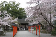 平野神社と大覚寺