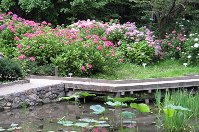 京都府立植物園の紫陽花（あじさい）