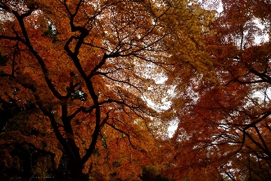 赤山禅院の紅葉