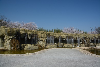 藍住町　正法寺川公園の桜