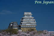 姫路城（白鷺城）の桜