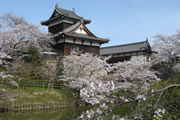 大和郡山と桜