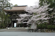 三井寺と桜