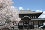 東大寺と桜