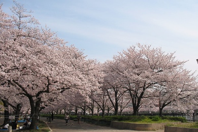 毛馬桜ノ宮公園の桜