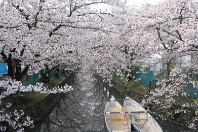 門真 砂子水路の桜
