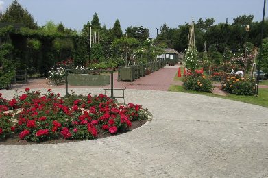 堺市　浜寺公園の薔薇（バラ）