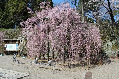 和歌山城の桜