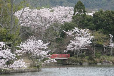 京都 大覚寺の桜