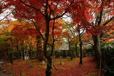 化野念仏寺の紅葉